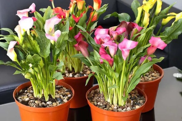 怎么养殖彩色马蹄莲,平时让土壤保持微湿