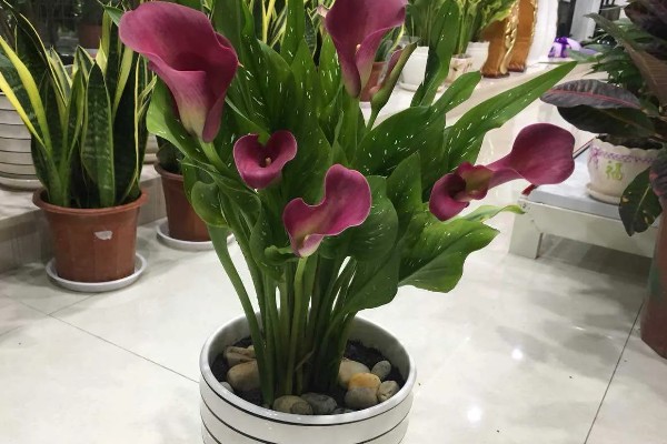 怎么养殖彩色马蹄莲,平时让土壤保持微湿