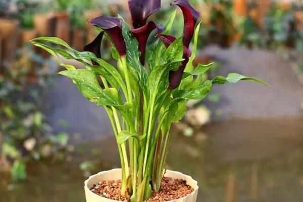 怎么养殖彩色马蹄莲,平时让土壤保持微湿