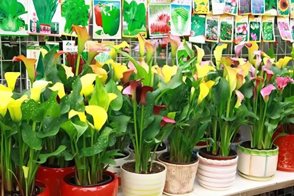 怎么养殖彩色马蹄莲,平时让土壤保持微湿