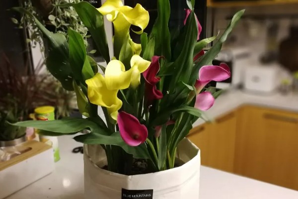 怎么养殖彩色马蹄莲,平时让土壤保持微湿