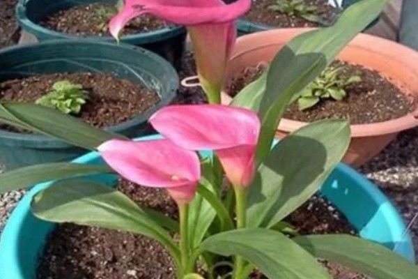 怎么养殖彩色马蹄莲,平时让土壤保持微湿