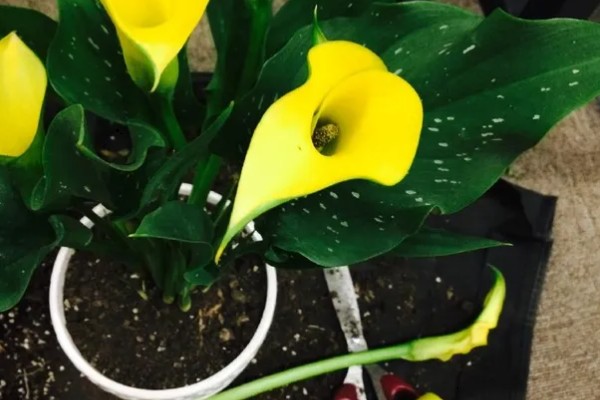 怎么养殖彩色马蹄莲,平时让土壤保持微湿