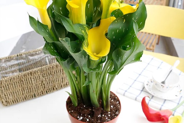 怎么养殖彩色马蹄莲,平时让土壤保持微湿