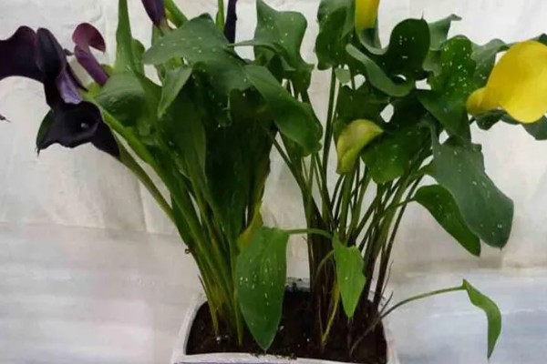 怎么养殖彩色马蹄莲,平时让土壤保持微湿