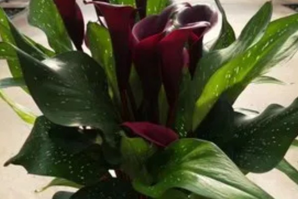 怎么养殖彩色马蹄莲,平时让土壤保持微湿