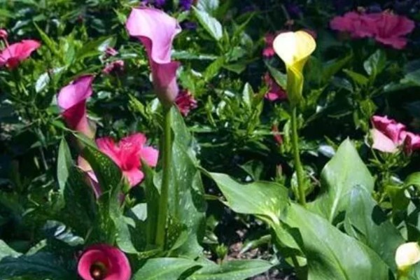 怎么养殖彩色马蹄莲,平时让土壤保持微湿