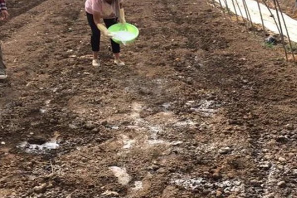 黄瓜施什么肥可以高产，可以施有机肥、叶面肥等