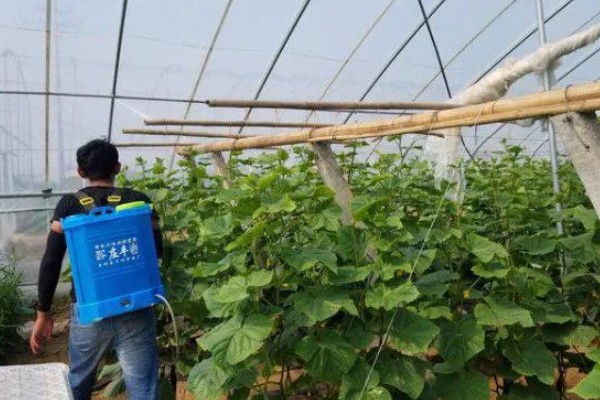 黄瓜施什么肥可以高产，可以施有机肥、叶面肥等