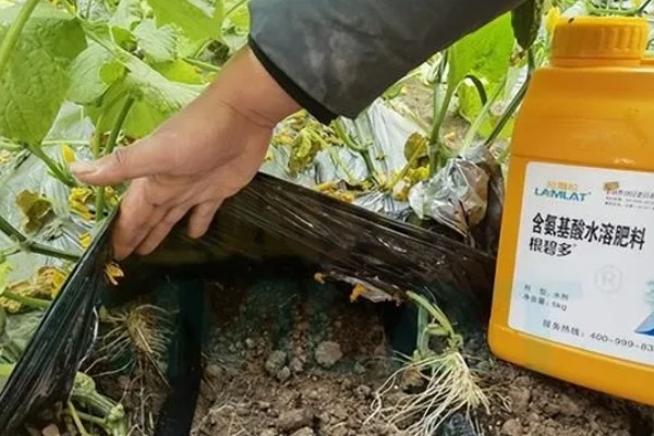 黄瓜施什么肥可以高产，可以施有机肥、叶面肥等
