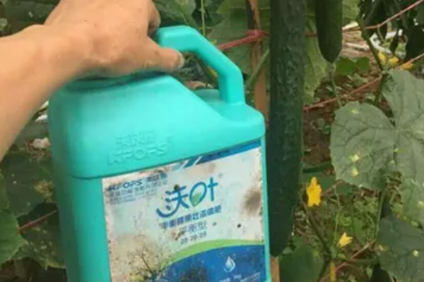 黄瓜施什么肥可以高产，可以施有机肥、叶面肥等