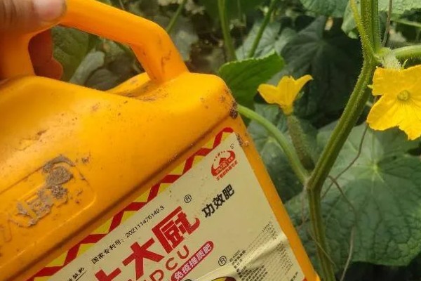 黄瓜施什么肥可以高产，可以施有机肥、叶面肥等