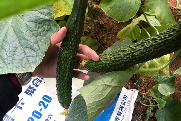 黄瓜施什么肥可以高产，可以施有机肥、叶面肥等