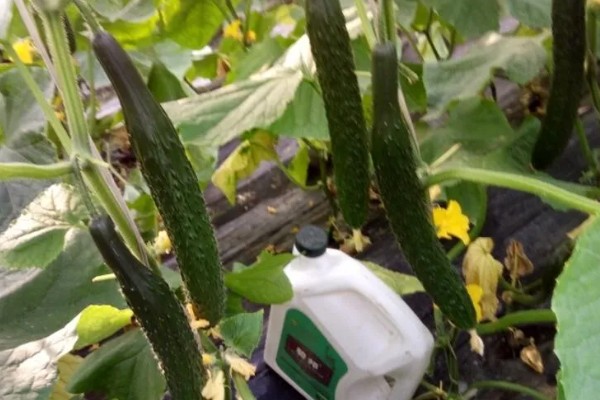 黄瓜施什么肥可以高产，可以施有机肥、叶面肥等