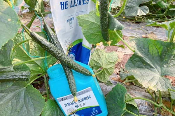 黄瓜施什么肥可以高产，可以施有机肥、叶面肥等