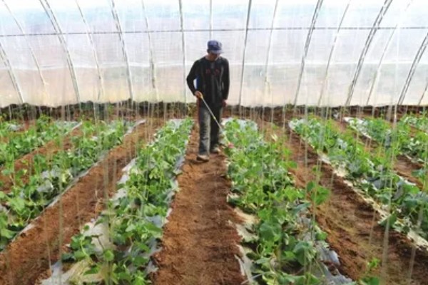 黄瓜施什么肥可以高产，可以施有机肥、叶面肥等