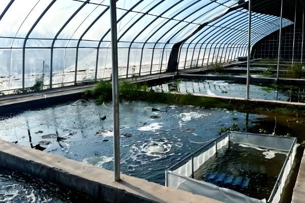 虾池虫子太多如何处理,需及时清除藻类