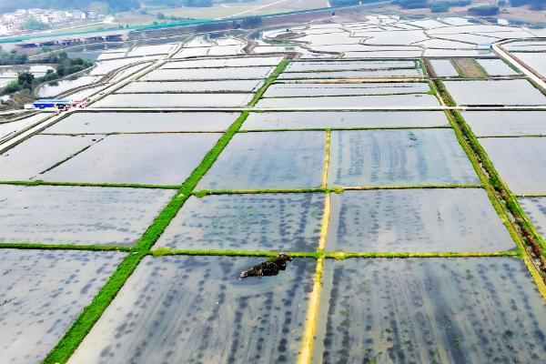 虾池虫子太多如何处理,需及时清除藻类