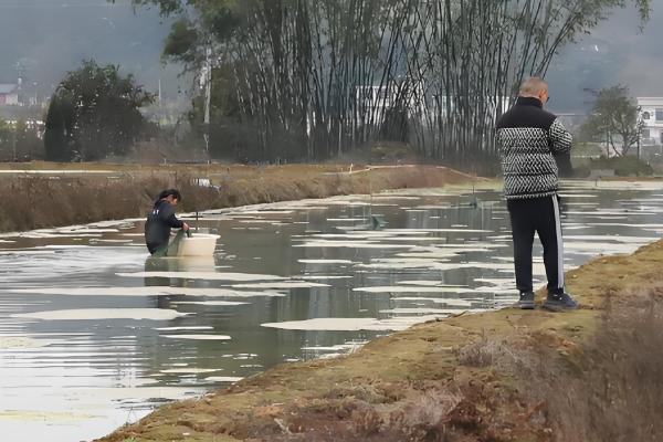 虾池虫子太多如何处理,需及时清除藻类
