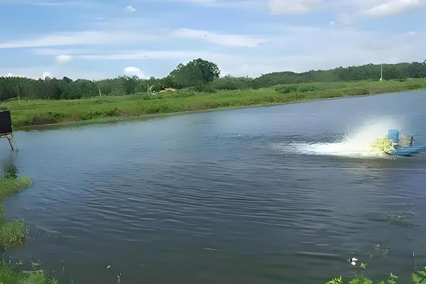 虾池虫子太多如何处理,需及时清除藻类