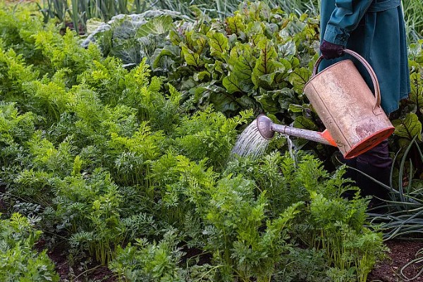 白萝卜黑心如何防治,土壤一定要犁翻晒白