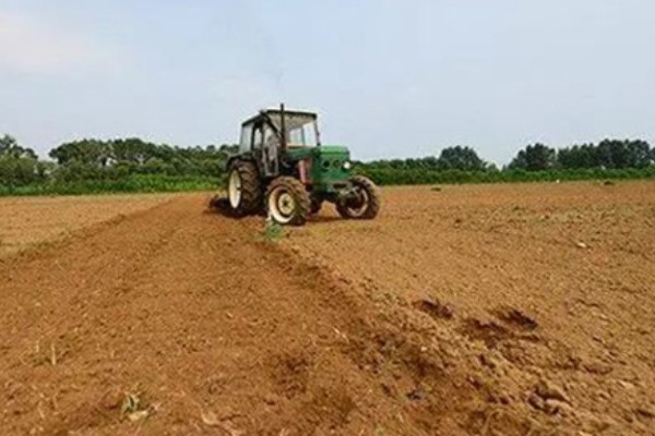 白萝卜黑心如何防治,土壤一定要犁翻晒白