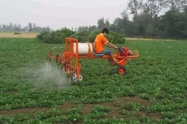 白萝卜黑心如何防治,土壤一定要犁翻晒白