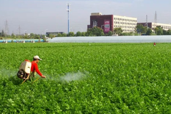 白萝卜黑心如何防治,土壤一定要犁翻晒白