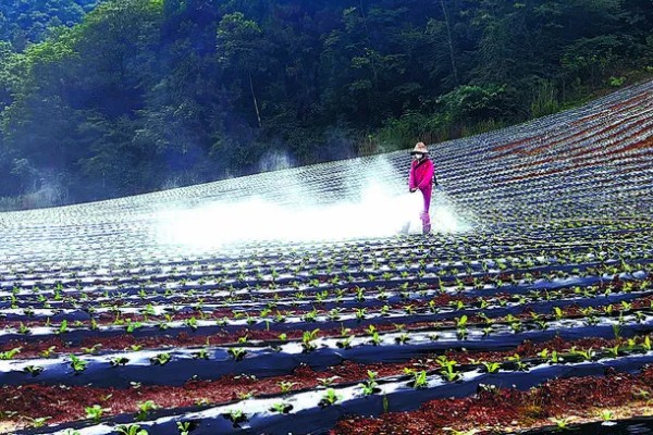 白萝卜黑心如何防治,土壤一定要犁翻晒白