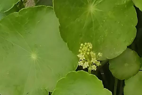 铜钱草结籽了如何处理，适合播种繁殖