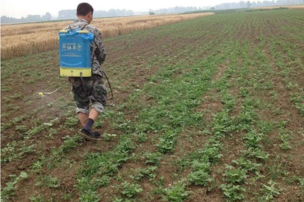 白萝卜黑心如何防治,土壤一定要犁翻晒白