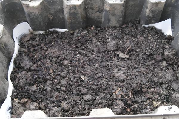 铜钱草结籽了如何处理，适合播种繁殖