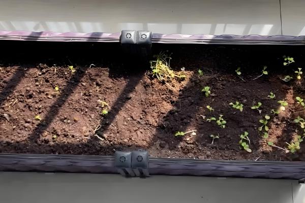 铜钱草结籽了如何处理，适合播种繁殖