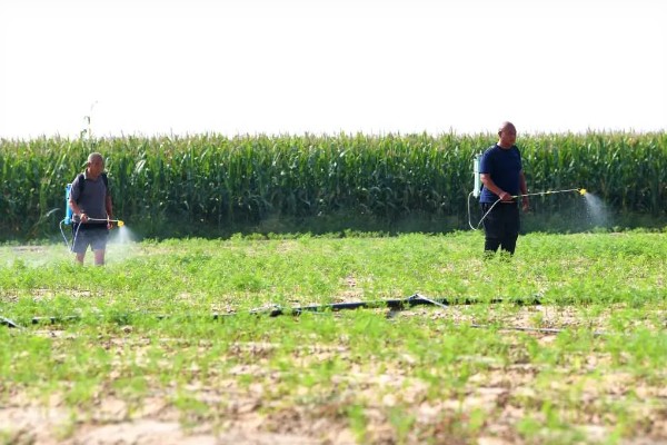 白萝卜黑心如何防治,土壤一定要犁翻晒白
