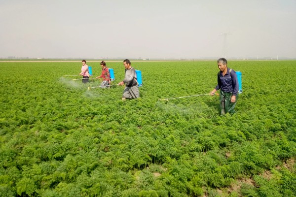 白萝卜黑心如何防治,土壤一定要犁翻晒白