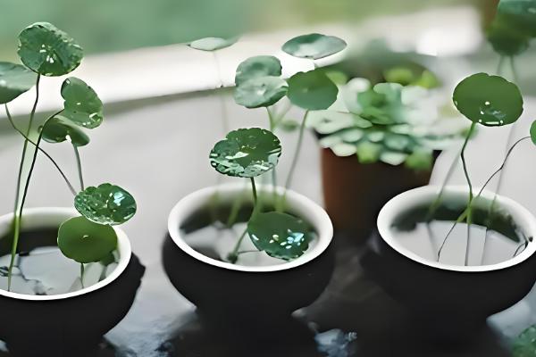 铜钱草结籽了如何处理，适合播种繁殖