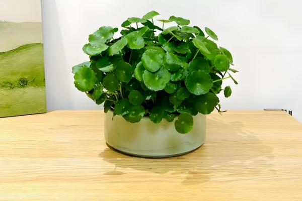 铜钱草结籽了如何处理，适合播种繁殖