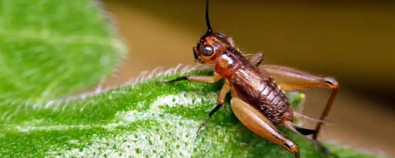 蟋蟀吃自己腿的原因，可能是腿部坏死或缺少营养所致