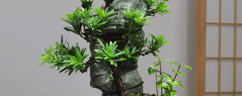 罗汉松怎么养殖，盛夏要浇透水