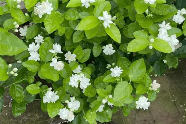 茉莉花冬天怎么养殖,把室温保持在10℃以上