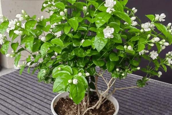茉莉花冬天怎么养殖,把室温保持在10℃以上