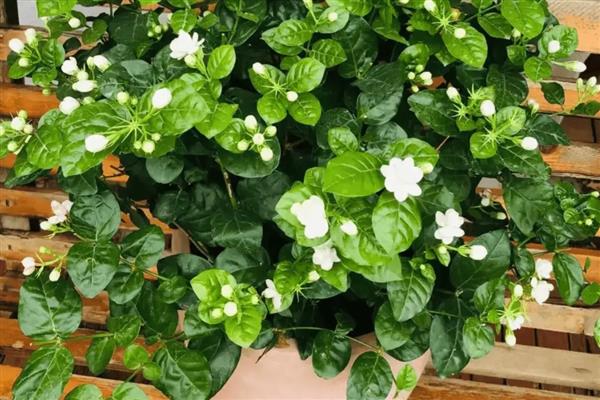 茉莉花冬天怎么养殖,把室温保持在10℃以上