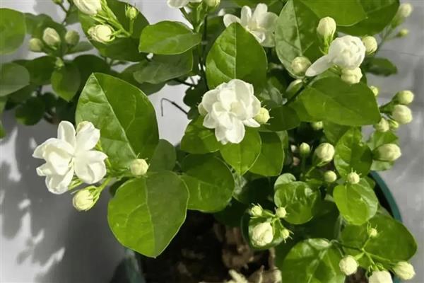 茉莉花冬天怎么养殖,把室温保持在10℃以上