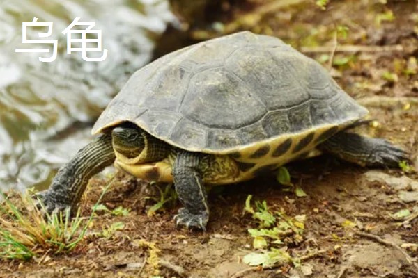 乌龟和海龟有何区别,生活环境、外形、食性都不同