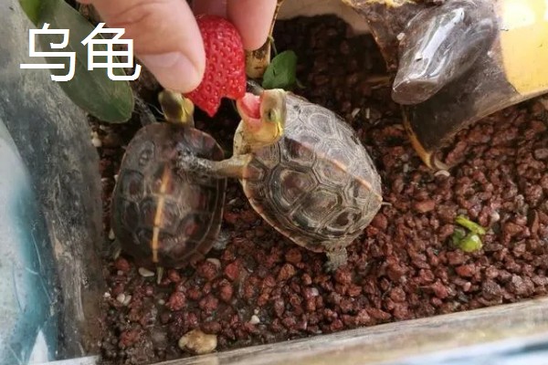 乌龟和海龟有何区别,生活环境、外形、食性都不同