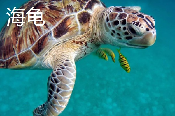 乌龟和海龟有何区别,生活环境、外形、食性都不同