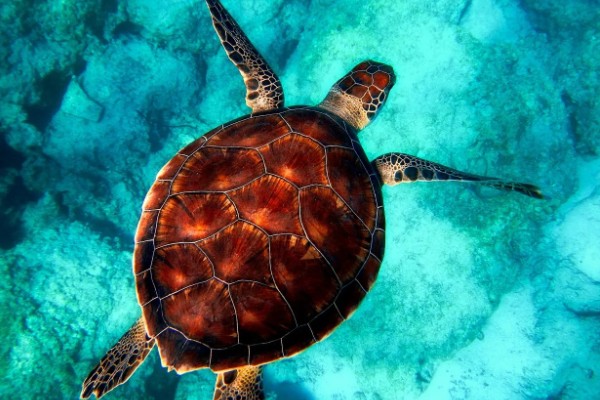 乌龟和海龟有何区别,生活环境、外形、食性都不同