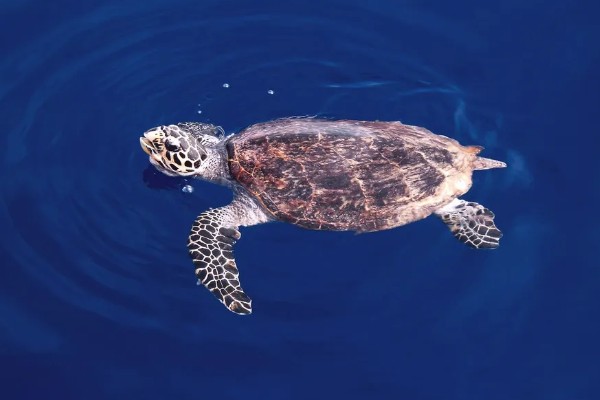 乌龟和海龟有何区别,生活环境、外形、食性都不同