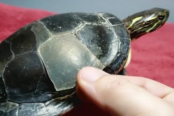 乌龟壳脱皮能不能用手撕，容易对新生的皮肤造成伤害