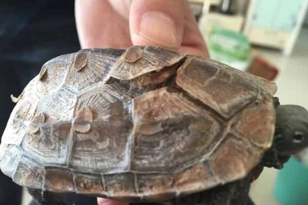 乌龟壳脱皮能不能用手撕，容易对新生的皮肤造成伤害